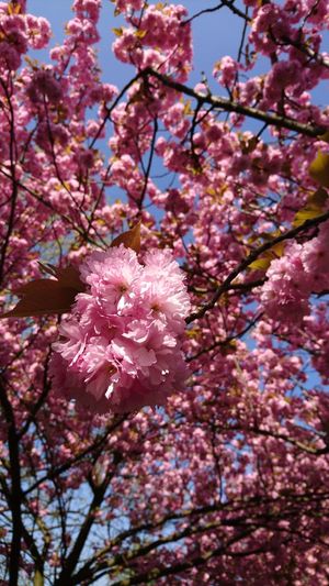 Low angle view of pink cherry blossoms in spring