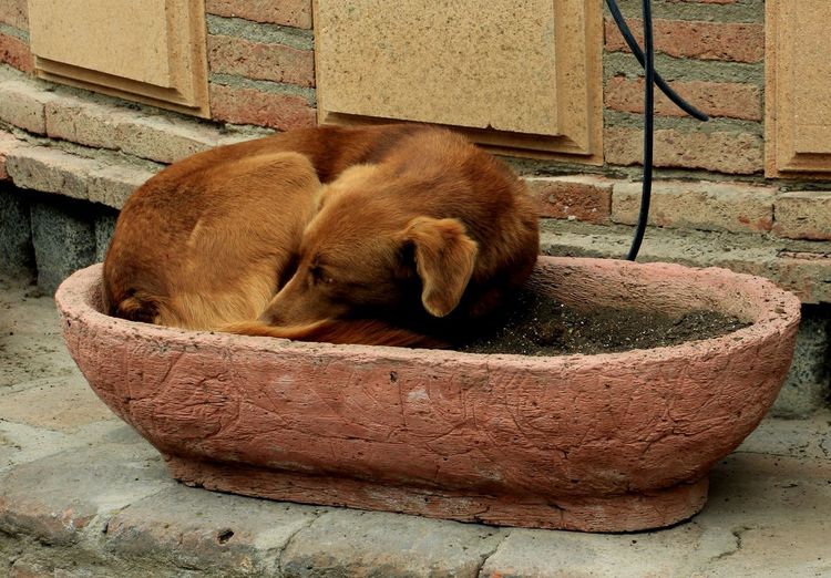 View of a dog sleeping