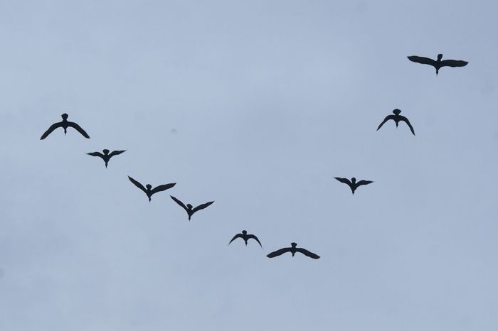 Flock of birds flying in v-formation