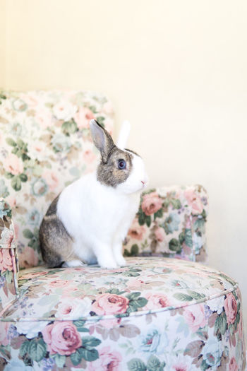 Rabbit on chair