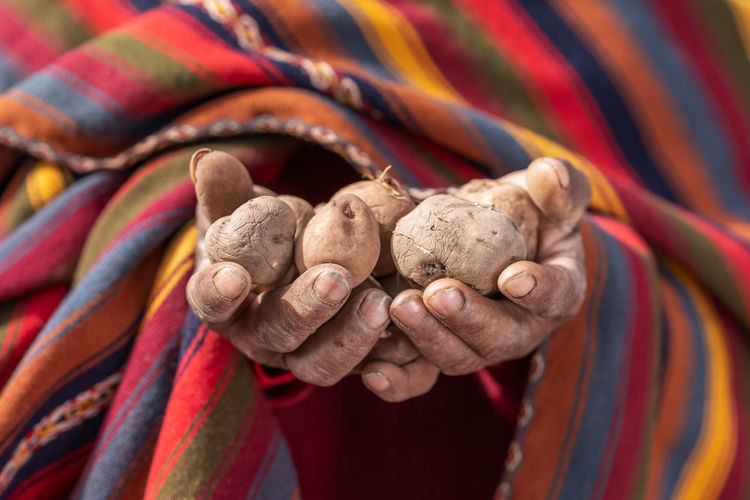 Crop peruvian farmer in bright traditional costume showing heap of freshly picked potato at camera in field in chinchero