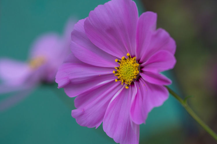Close-up of pink cosmos flower