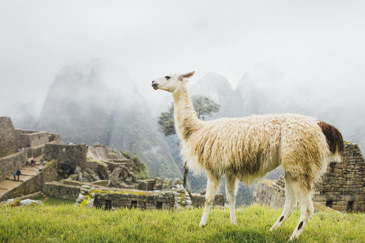 White llama is standing near machu picchu in peru