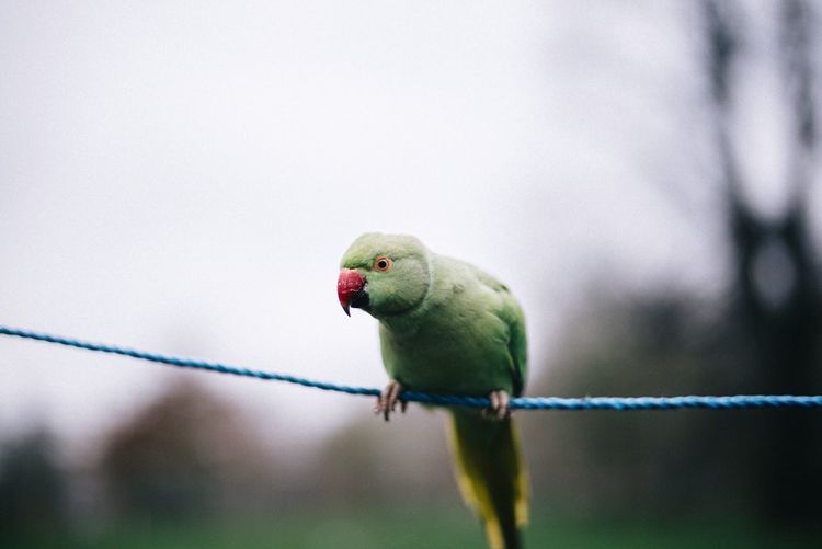 Parrot perching on rope