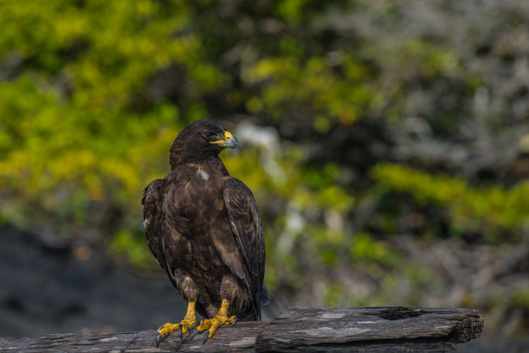 50 Golden Eagle Pictures Hd Download Authentic Images On