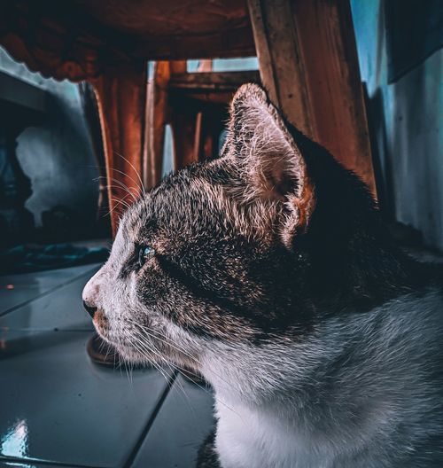 Close-up of a cat looking away, cats who are enjoying serenity in the warmth of a family with humans