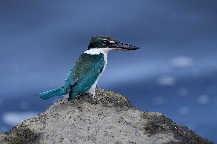 Close-up of kingfisher on cliff