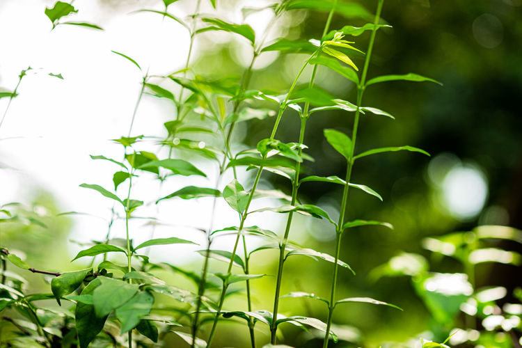 Close-up of green leaves against blurred background