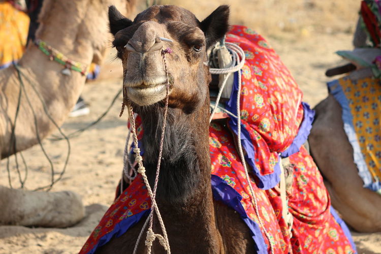 Camels relaxing at desert