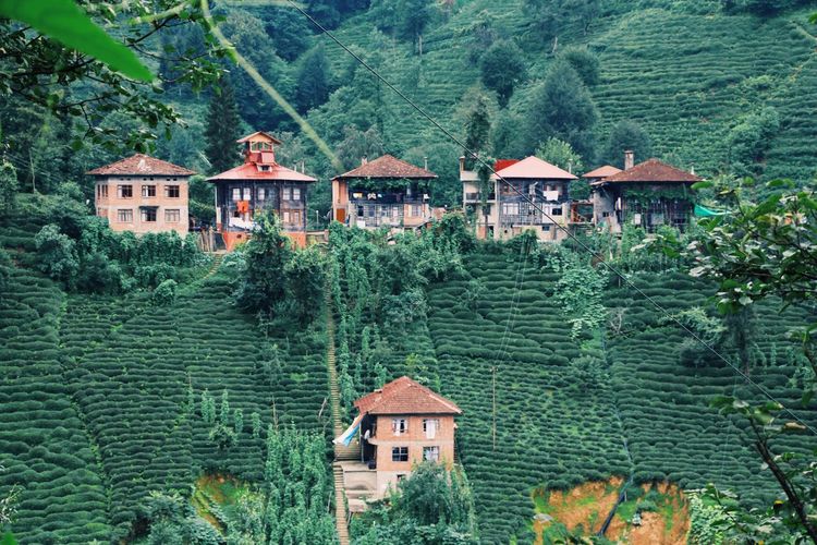 Houses by trees in forest tea garden