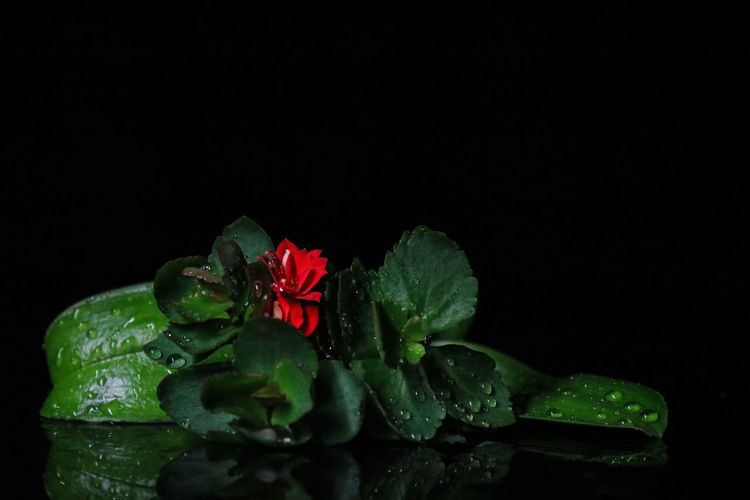 Close-up of red rose on black background