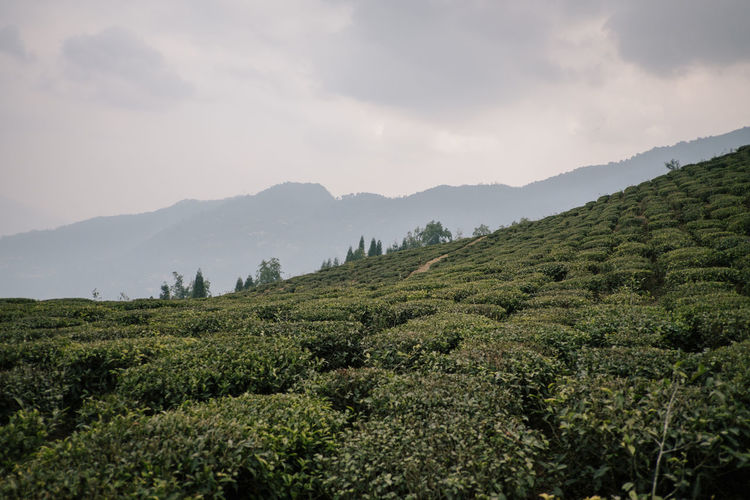Scenic view of tea crops growing on agricultural field