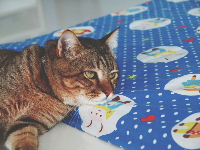 Close-up of cat resting on fabric at floor