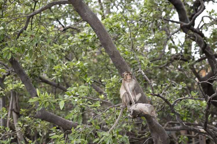 Monkey on tree in forest