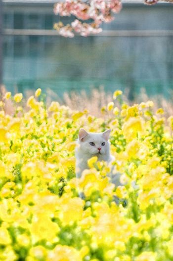 View of cat on yellow flower