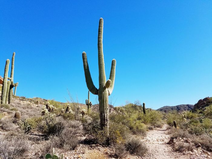 Low angle view of cactus against clear blue sky at desert on sunny day