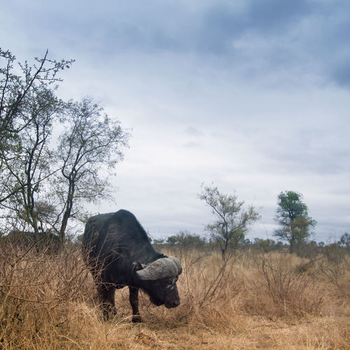 View of a horse on field