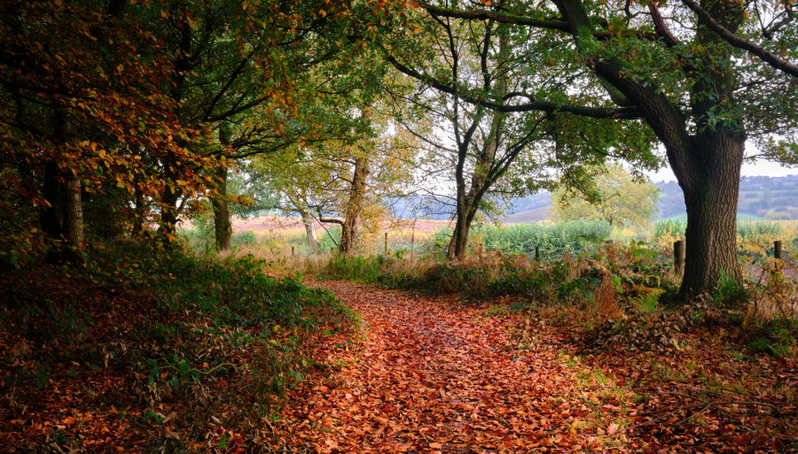Footpath amidst trees in forest during autumn