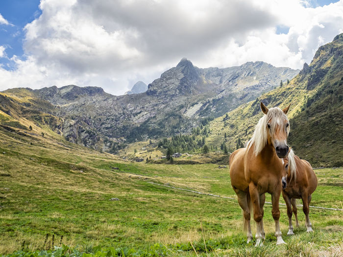 Horse standing on mountain against sky