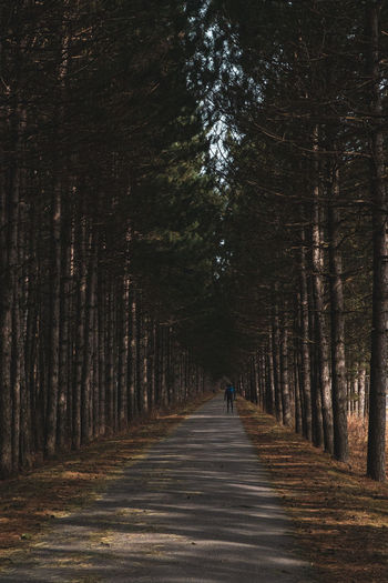 Rear view of person walking on road amidst trees in forest