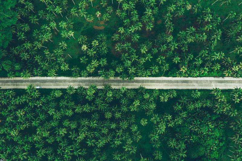 Aerial view of road amidst tropical trees on land