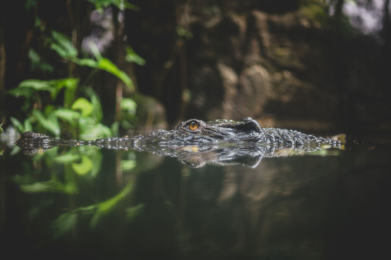 Alligator swimming in lake