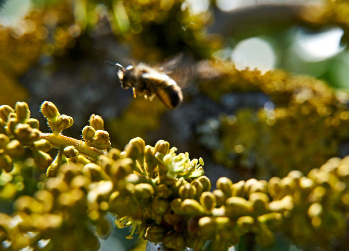 Close-up of insect on flower