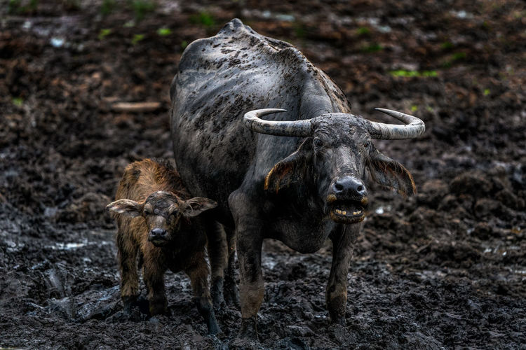 Portrait of an animal on land