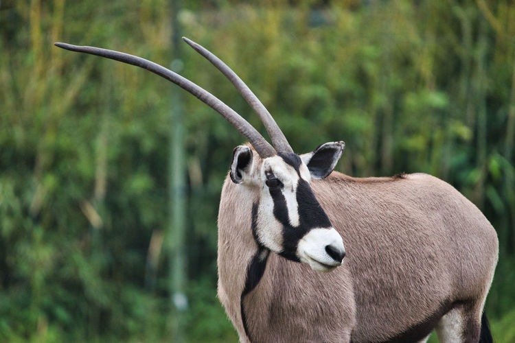 Heidekreis, germany,june 6, 2019, serengeti park, oryx gazelle, scientific name oryx gazella