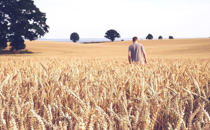 Rear view of man walking on wheat field