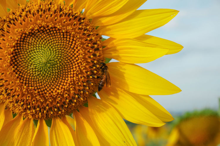Close-up of honey bee on sunflower