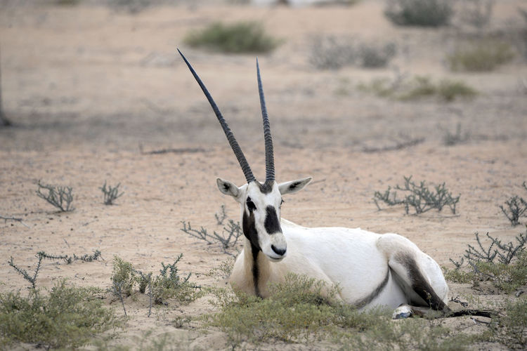 Oryx in desert