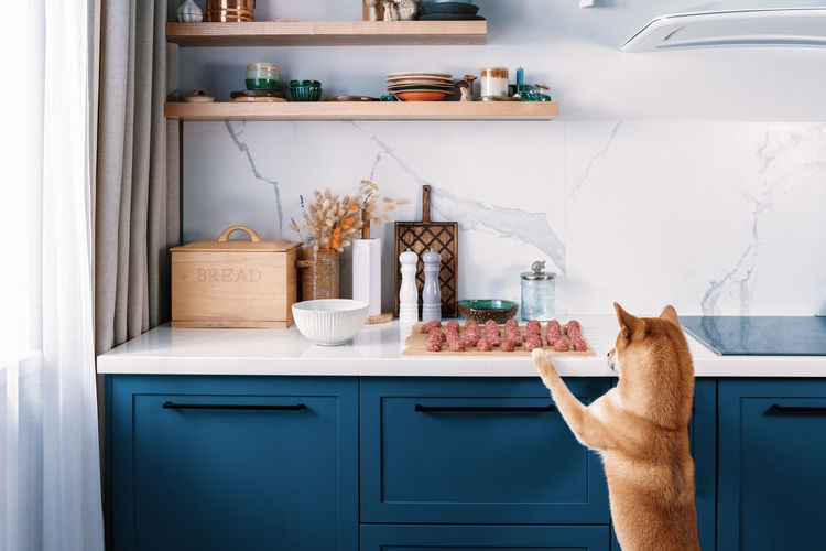 Funny shiba inu dog wants to steal one meatball in absence of her owners. funny pets on the kitchen