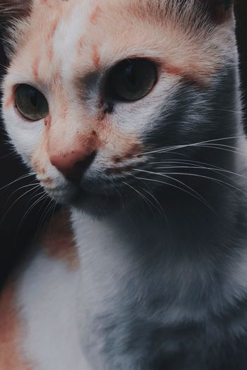 Close-up portrait of native indonesian cat