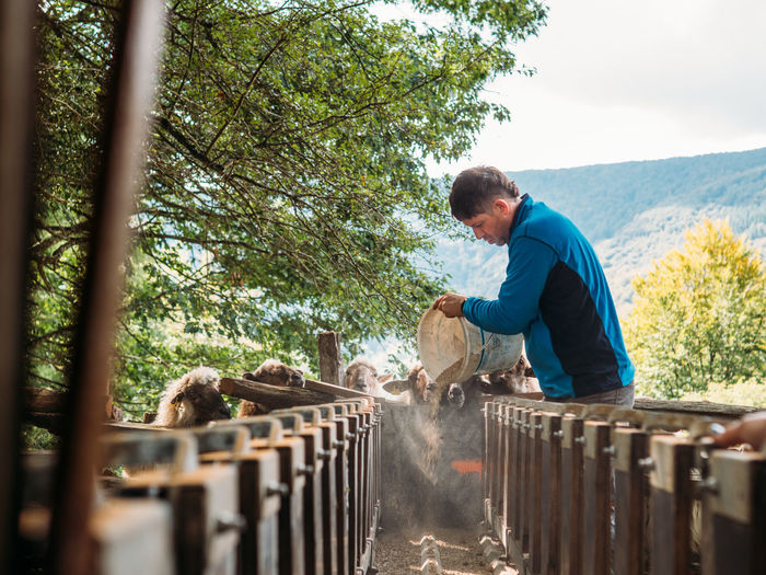 Side view of young male farmer in casual clothes filling feed from bucket into feeder while standing near sheep in countryside located in picturesque mountainous valley
