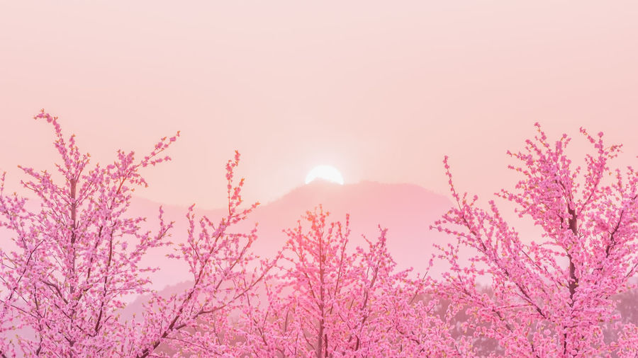 Pink cherry blossoms against sky during sunset