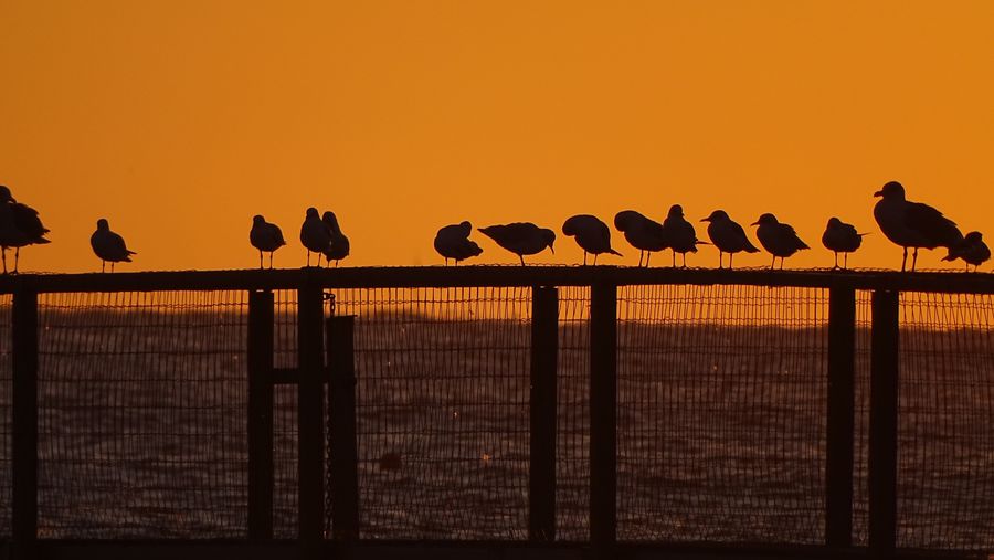 Silhouette seagulls in fence against sea