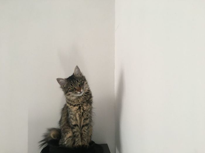 Cat sitting on wall at home