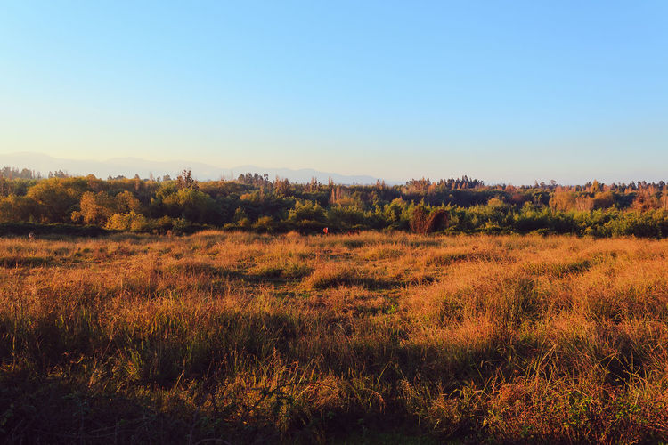 Scenic view of landscape