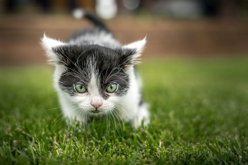 Close-up portrait of cat on grass