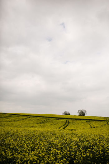 Yellow wild flower field on cloudy day in france