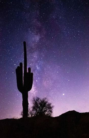 Low angle view of silhouette cactus against sky at night