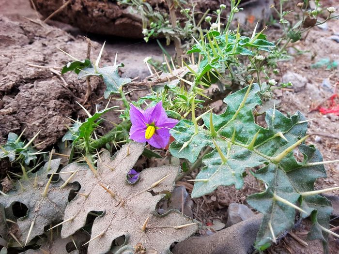 High angle view of crocus flowers