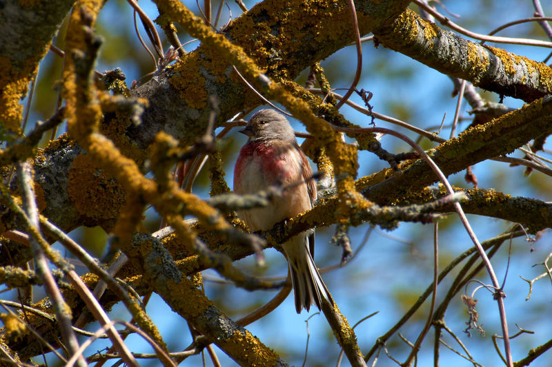 A common linnet perching on a branch