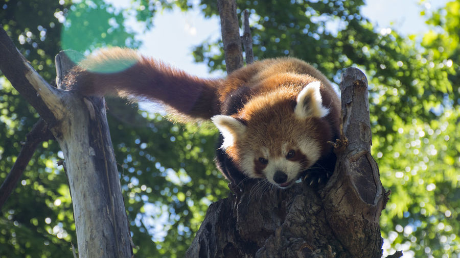 Ailurus Fulgens pictures | Curated Photography on EyeEm