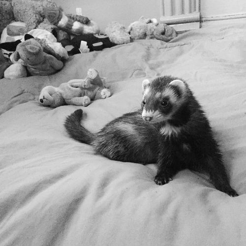 Ferret relaxing by toys on bed