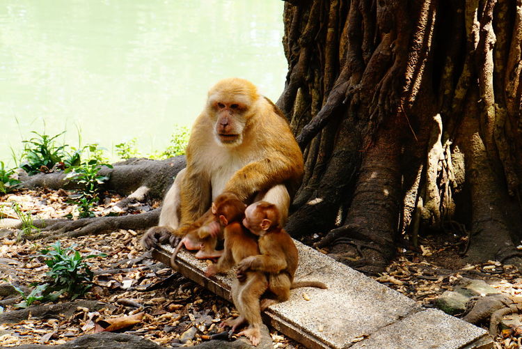 Monkey infants spend most of their time with mom under tree 