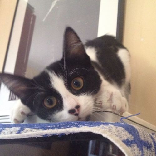 Close-up of cat