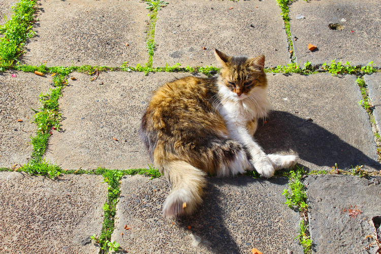 The cat  with lush yellow brown white fur enjoys and poses on the sunny sidewalk. on the street. 