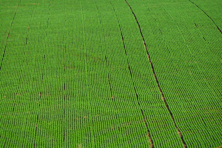 Full frame shot of soya bean field